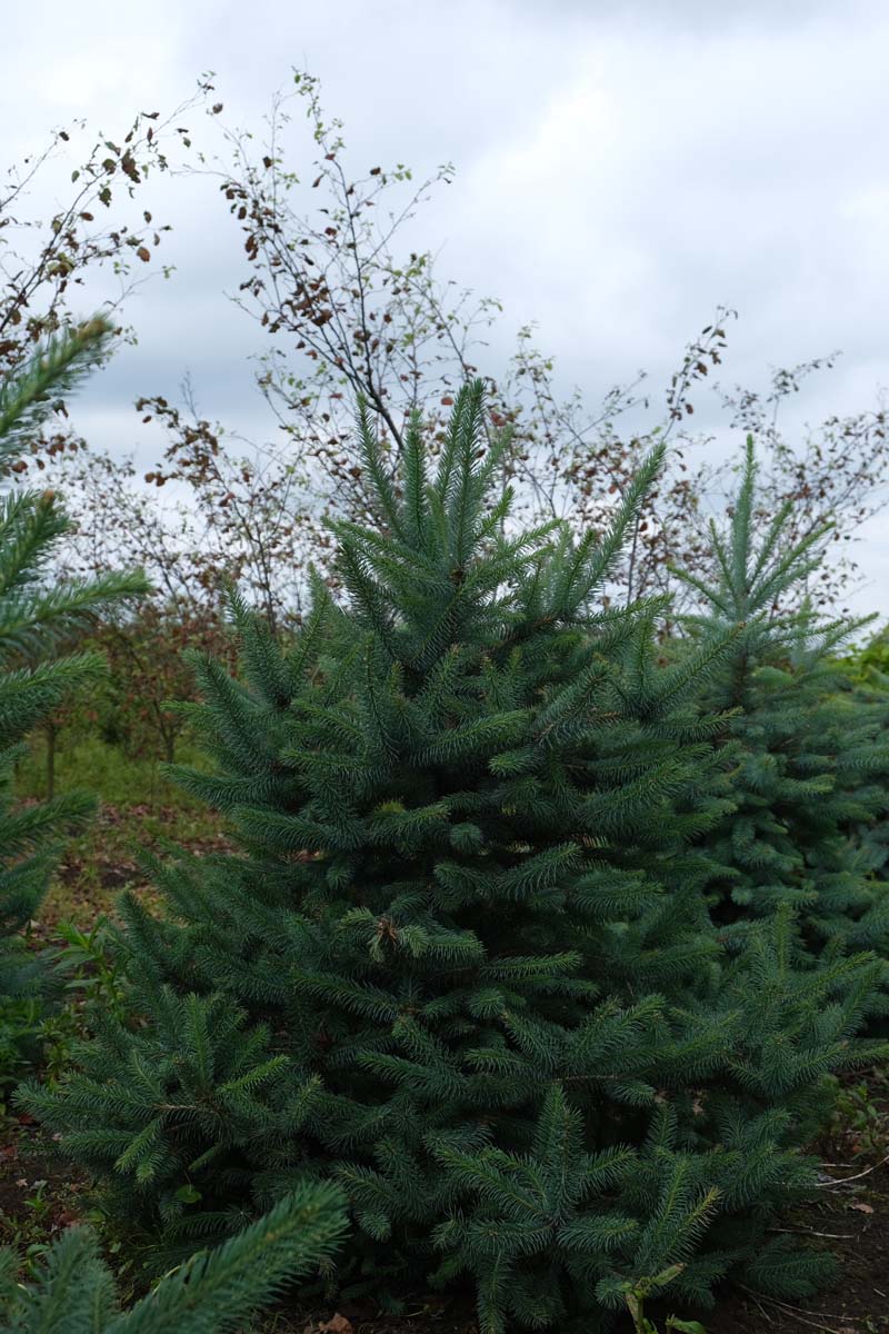 Picea pungens solitair solitair