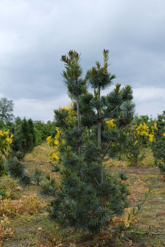 Pinus parviflora 'Blauer Engel' solitair