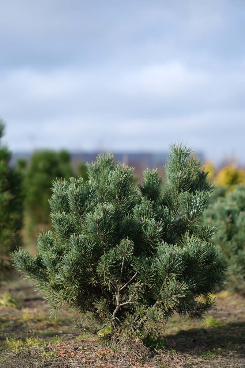 Pinus sylvestris 'Watereri' solitair
