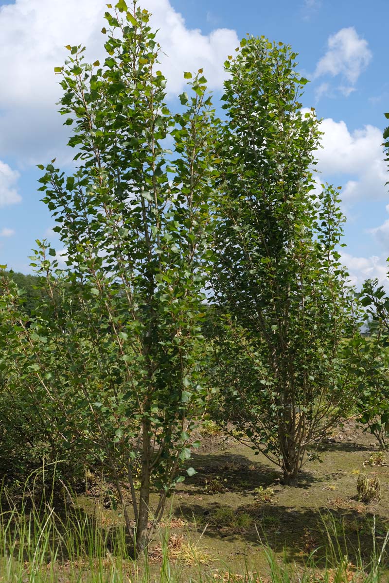 Populus nigra 'Italica' op stam geveerd