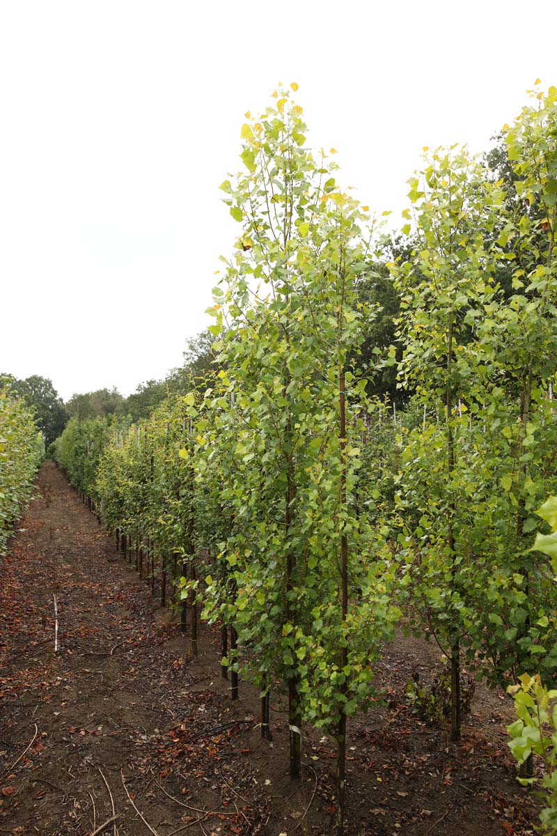 Populus nigra 'Lombardy Gold' op stam geveerd