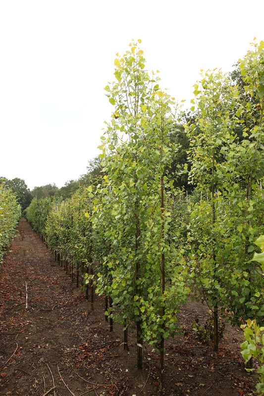 Populus nigra 'Lombardy Gold' op stam geveerd