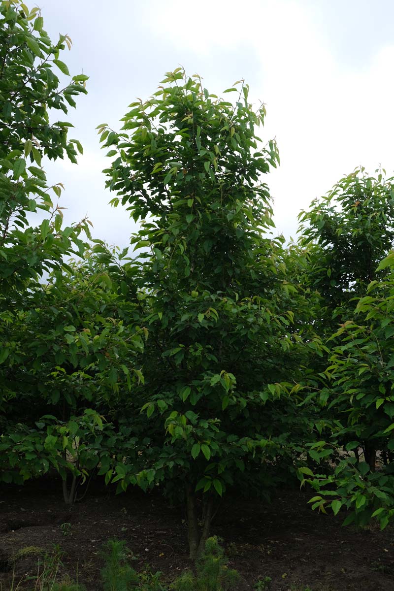 Prunus avium 'Plena' meerstammig / struik meerstammig