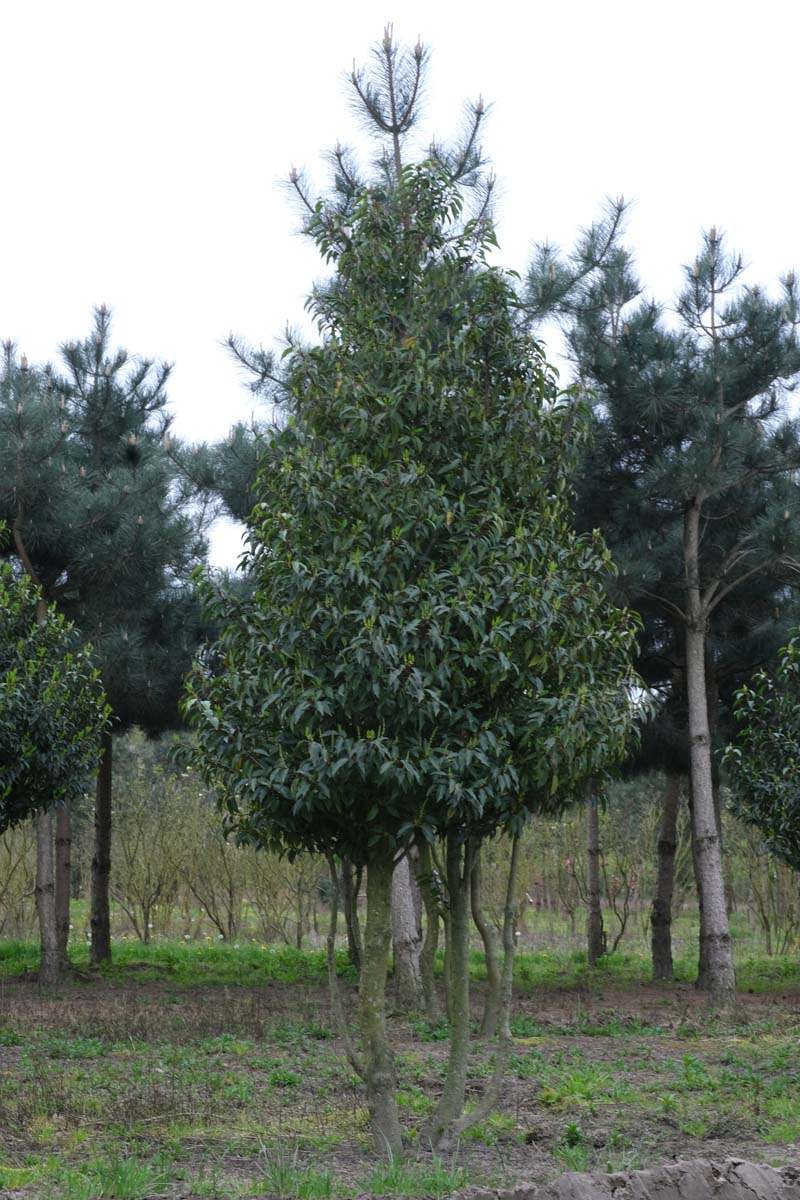 Prunus laurocerasus 'Angustifolia' op stam op stam