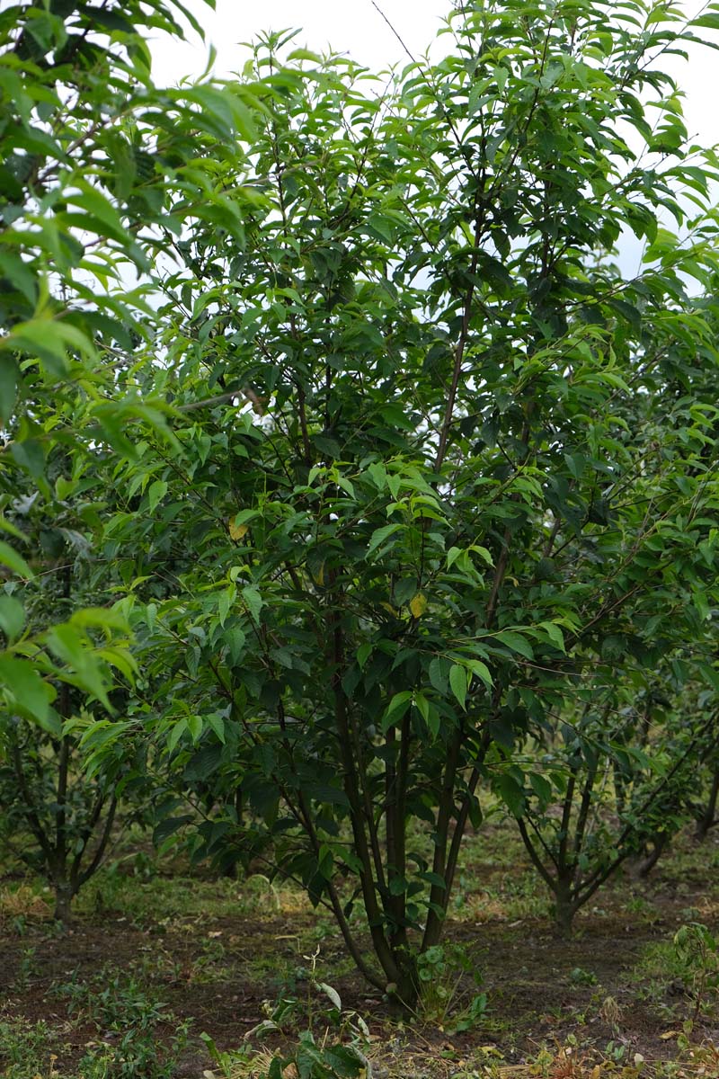 Prunus maackii 'Amber Beauty' meerstammig / struik meerstammig