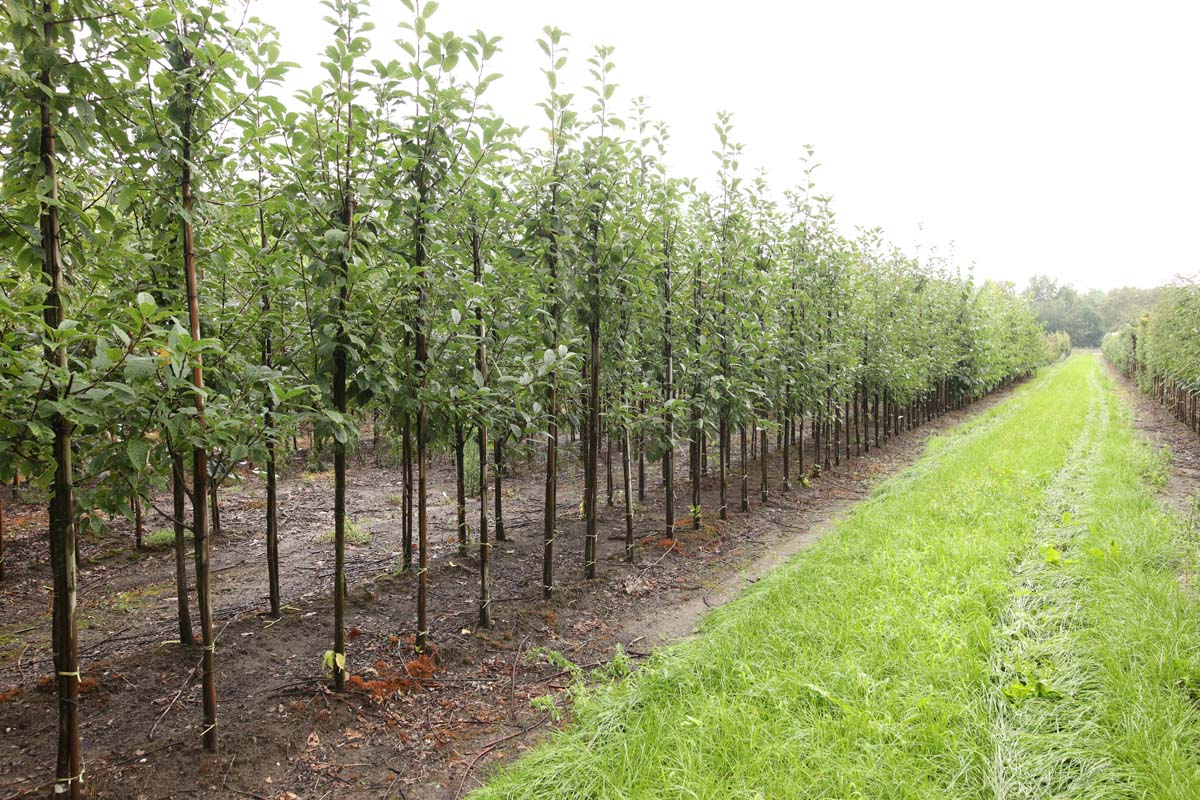 Prunus padus 'Albertii' op stam op stam