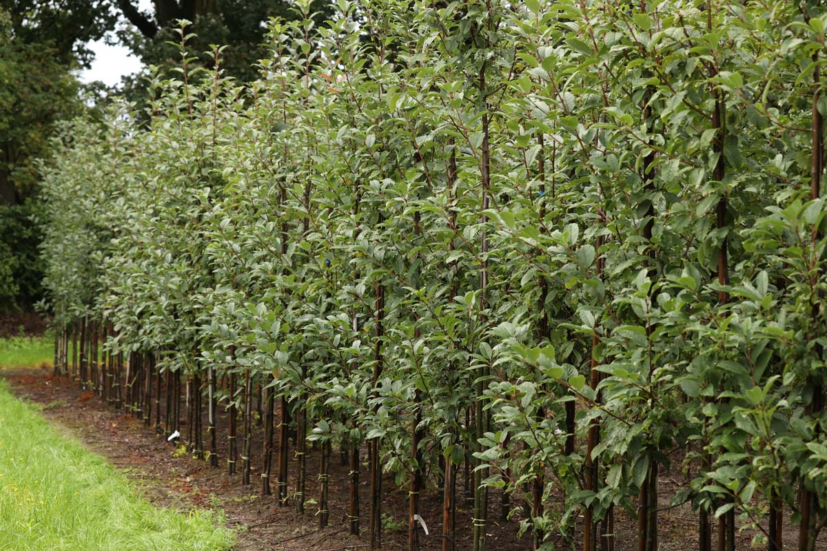 Prunus padus 'Albertii' op stam op stam