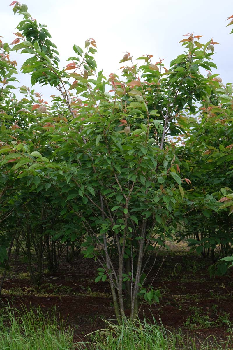 Prunus serrulata 'Ukon' meerstammig / struik meerstammig