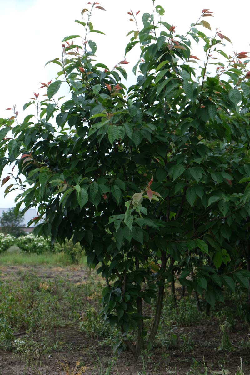Prunus serrulata 'Taihaku' meerstammig / struik meerstammig