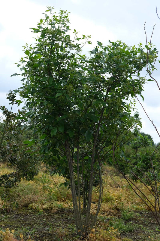 Ptelea trifoliata meerstammig / struik meerstammig