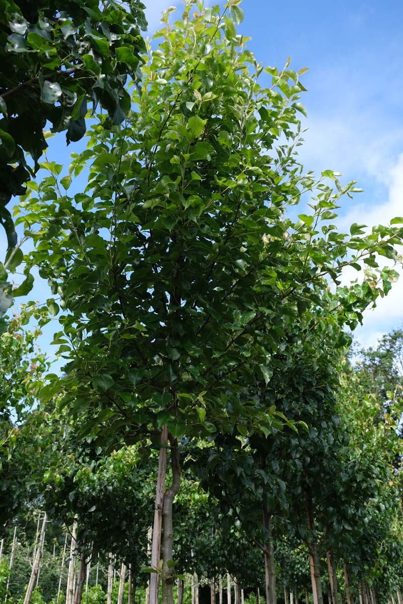 Pyrus calleryana 'Capital' op stam op stam