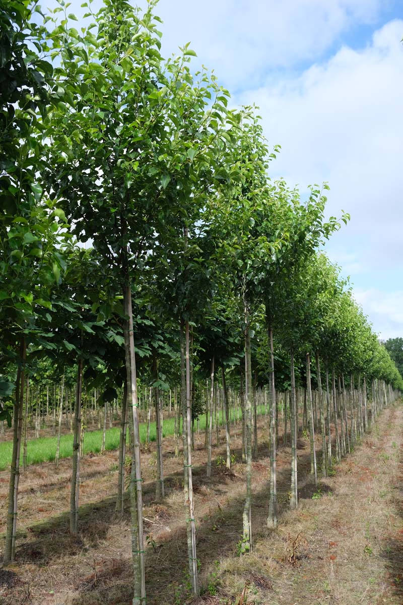 Pyrus calleryana 'Chanticleer' op stam op stam