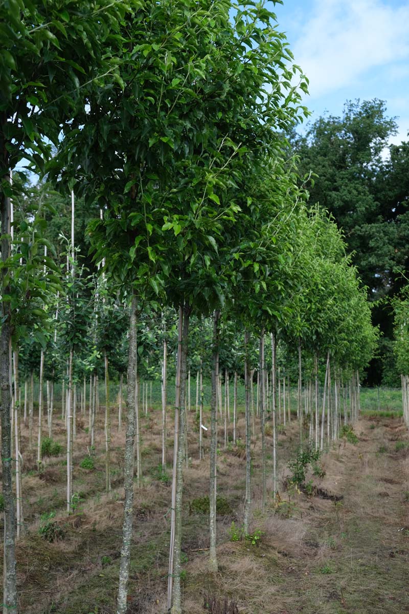 Pyrus calleryana 'Redspire' op stam op stam