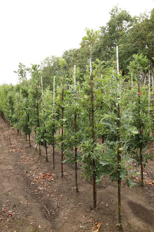 Quercus bimundorum 'Crimschmidt' op stam op stam