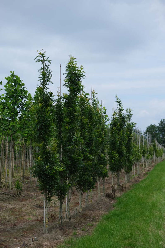 Quercus palustris 'Pringreen' op stam geveerd