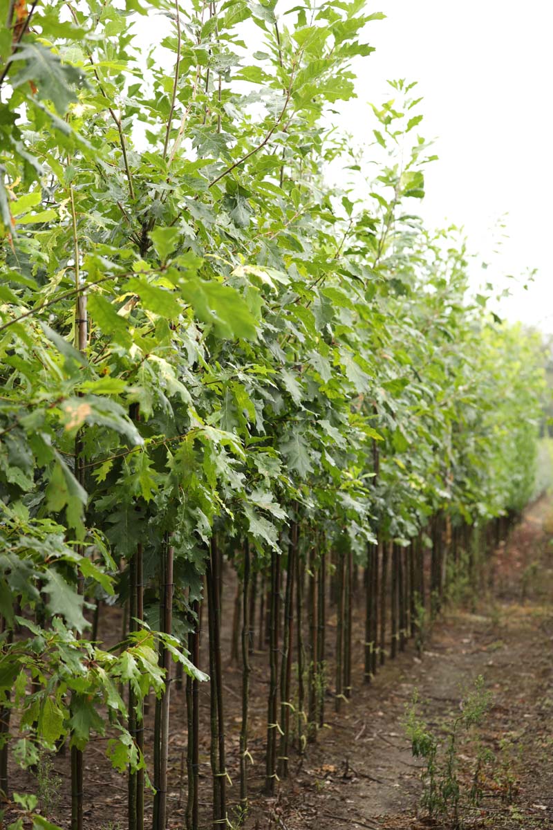 Quercus rubra 'Aurea' op stam op stam