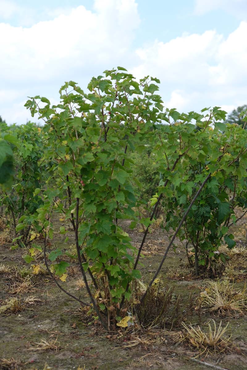 Ribes nigrum meerstammig / struik struik