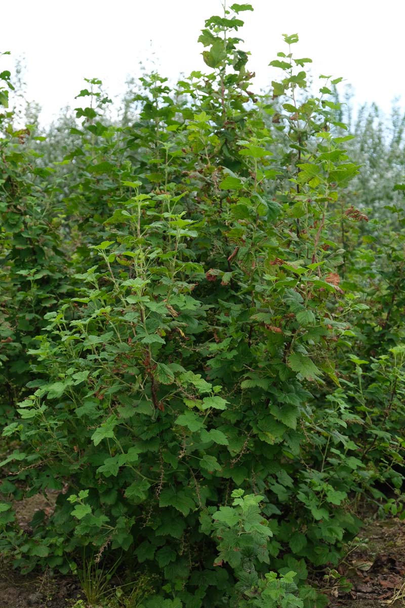 Ribes sanguineum meerstammig / struik struik