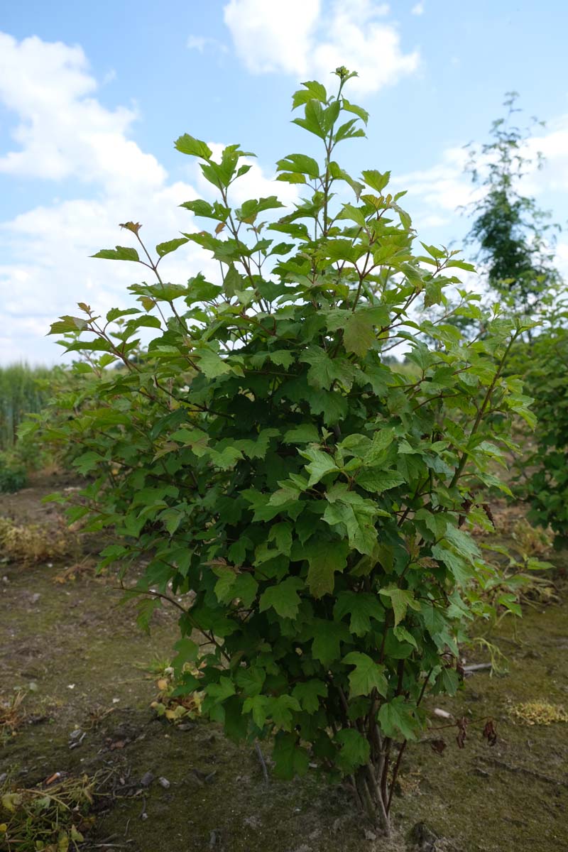 Ribes uva-crispa meerstammig / struik struik