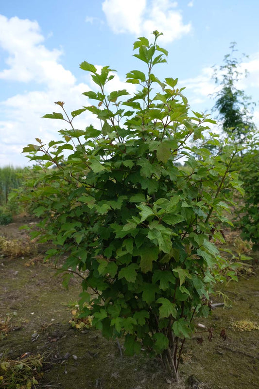Ribes uva-crispa meerstammig / struik struik
