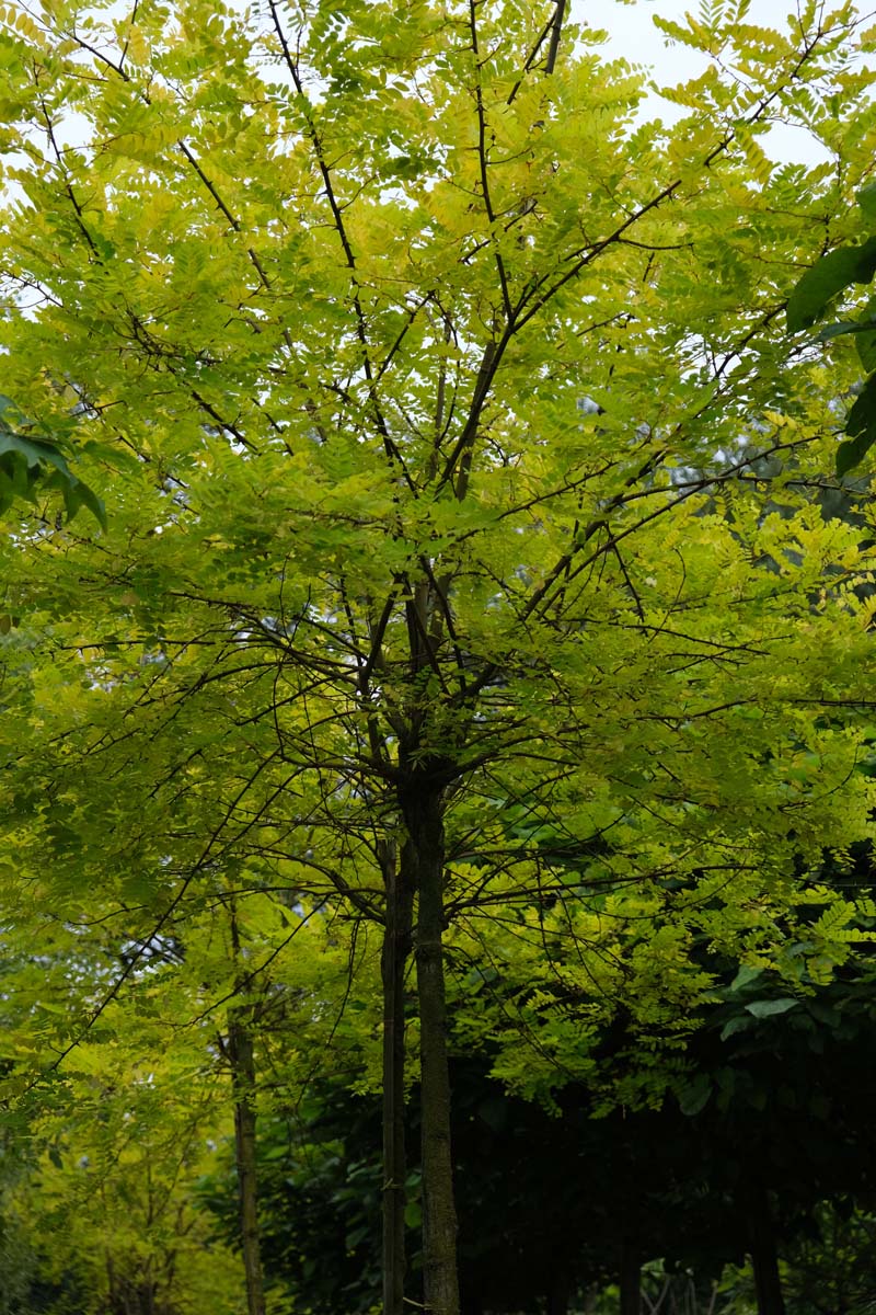 Robinia pseudoacacia 'Spierings Gold' op stam op stam