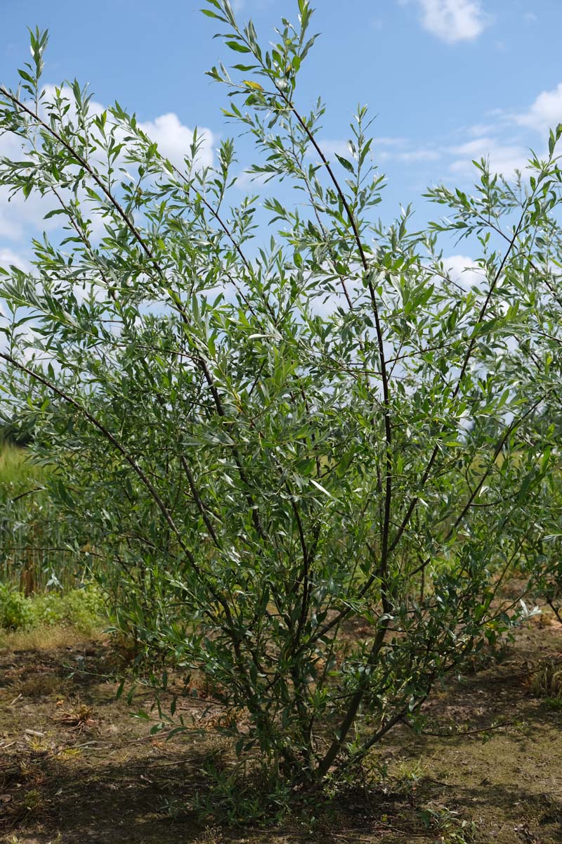 Salix alba meerstammig / struik meerstammig