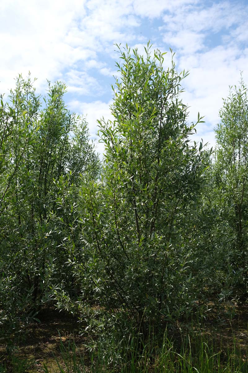 Salix alba meerstammig / struik meerstammig