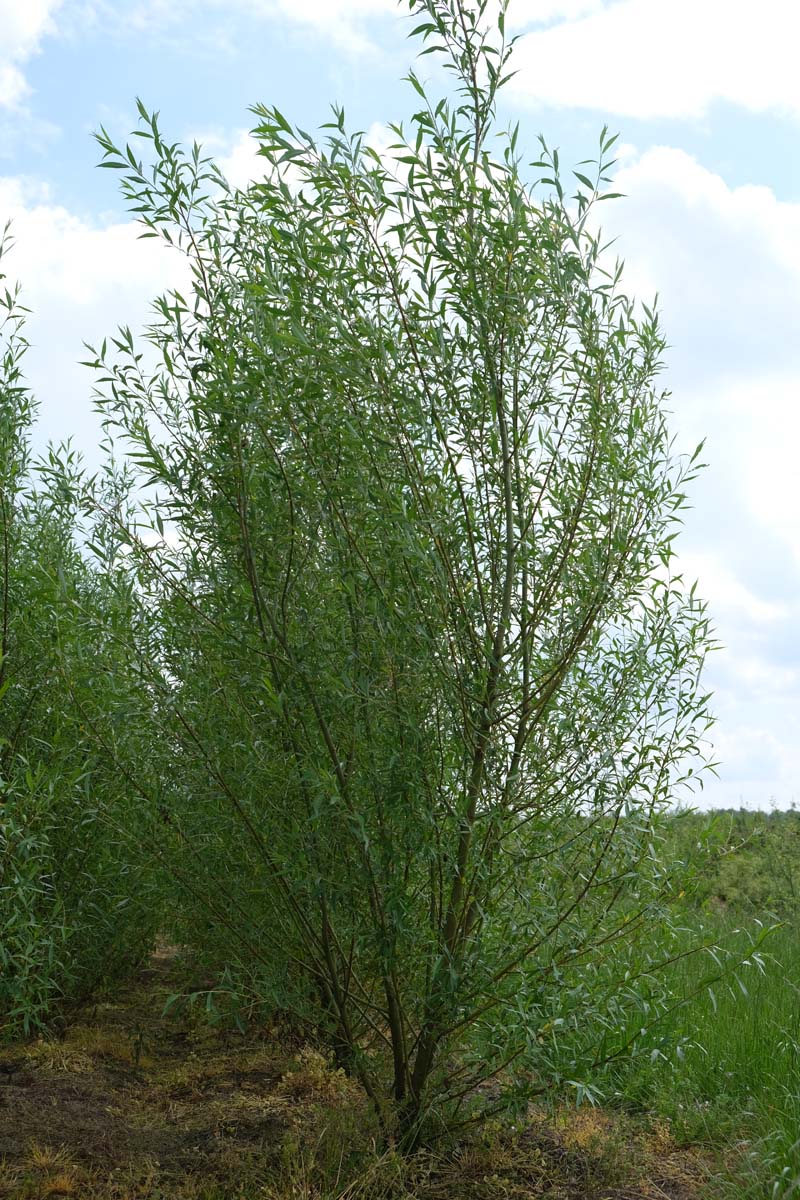 Salix alba 'Chermesina' meerstammig / struik meerstammig