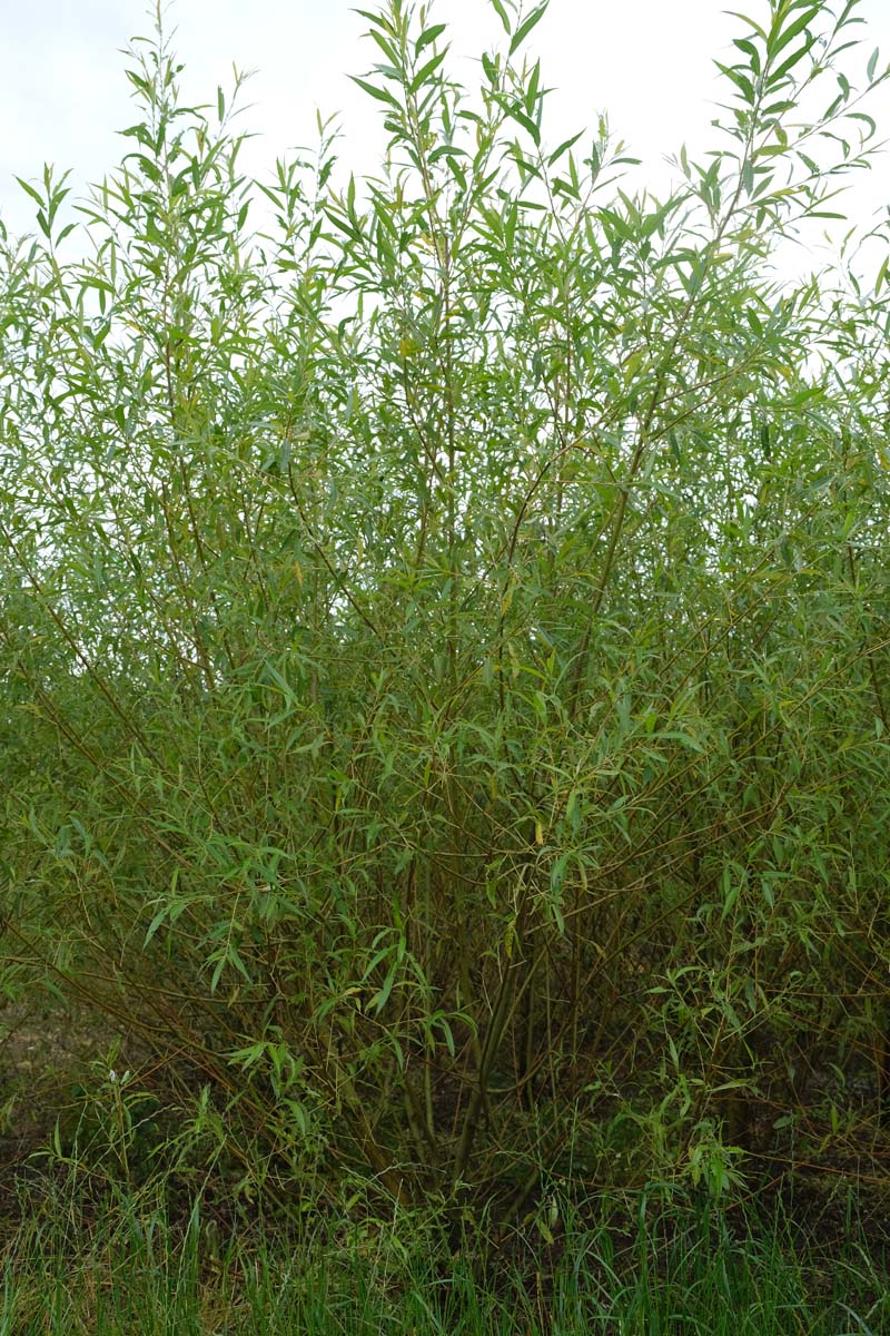 Salix alba vitellina meerstammig / struik meerstammig