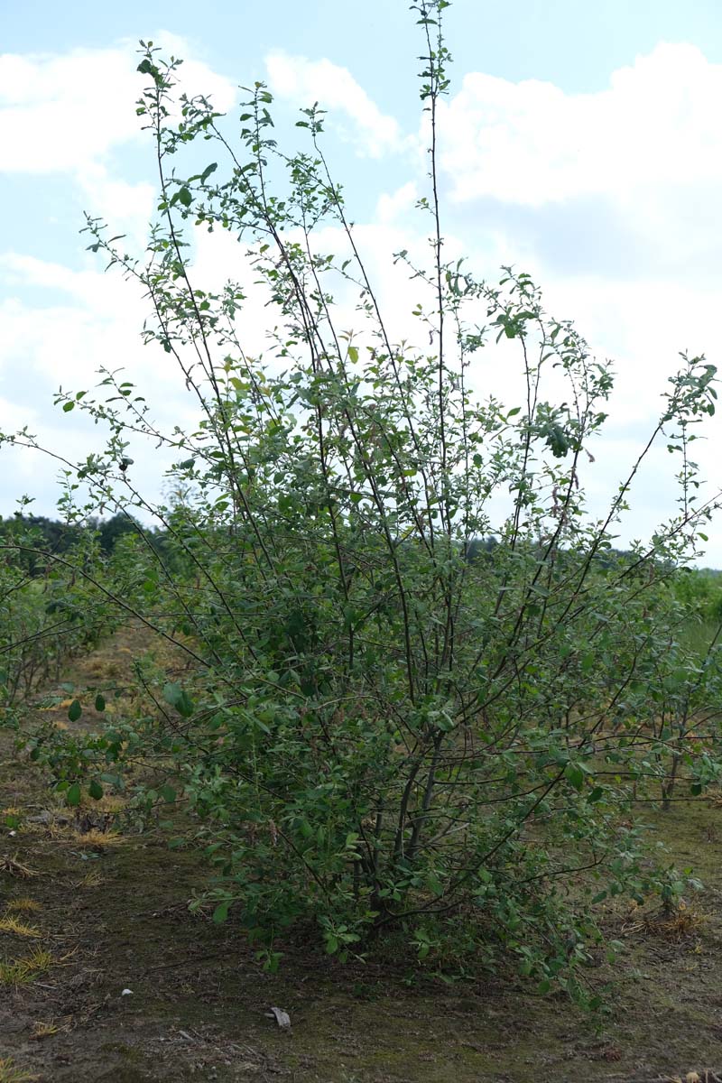 Salix aurita meerstammig / struik struik