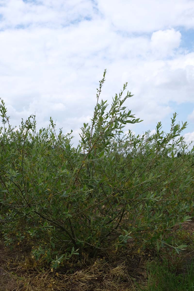 Salix cinerea meerstammig / struik meerstammig