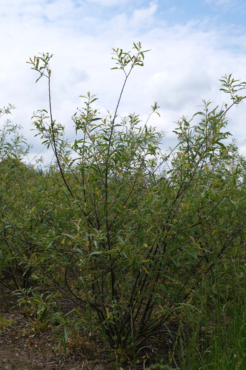 Salix daphnoides meerstammig / struik meerstammig