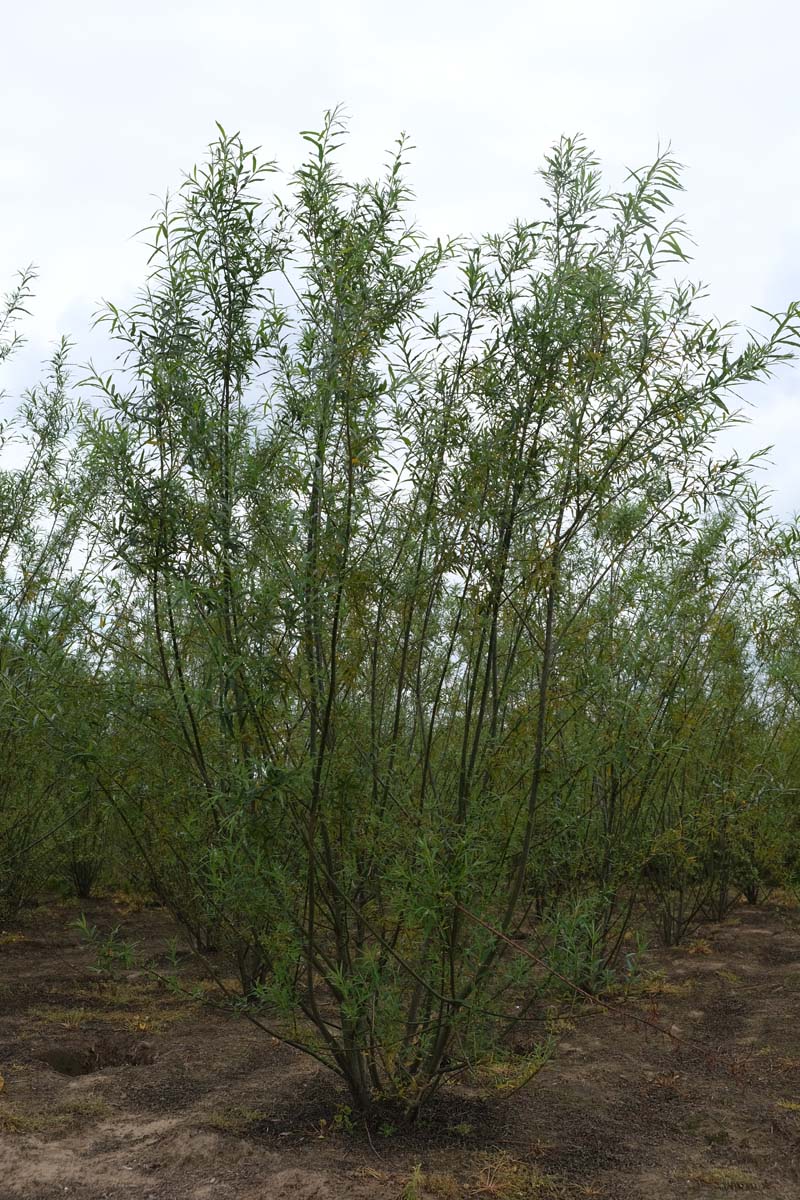 Salix fragilis meerstammig / struik meerstammig