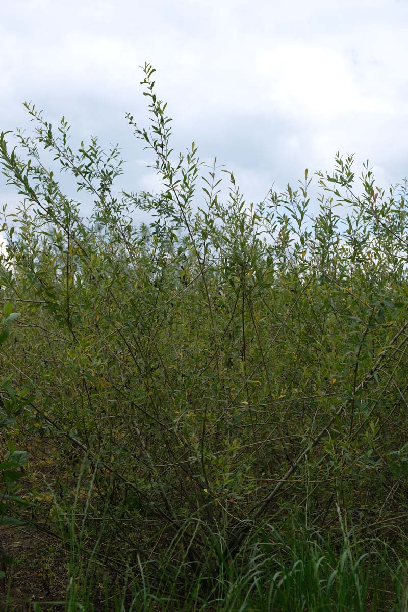 Salix purpurea meerstammig / struik struik