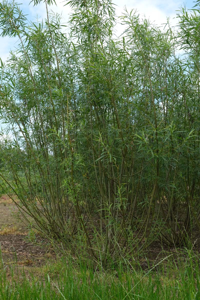 Salix viminalis meerstammig / struik meerstammig