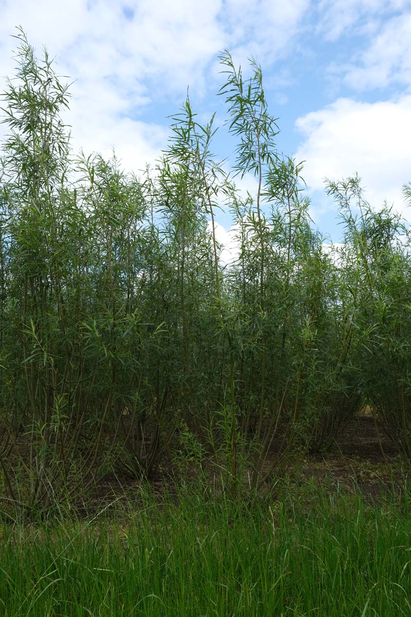 Salix viminalis meerstammig / struik meerstammig