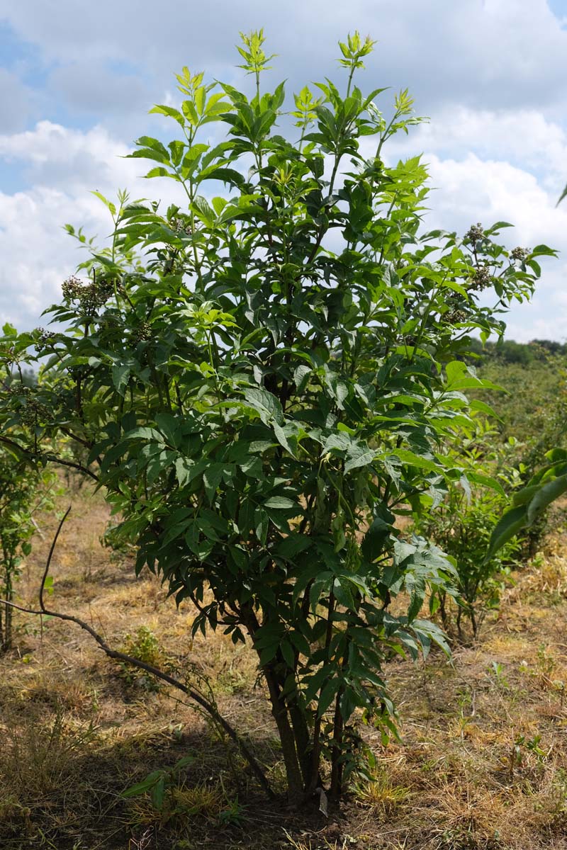 Sambucus racemosa meerstammig / struik struik