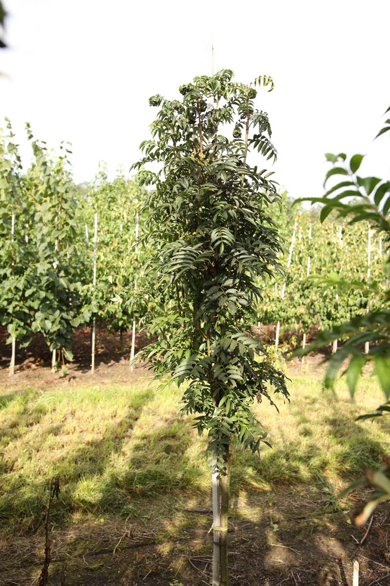 Sorbus 'Flanrock' op stam op stam