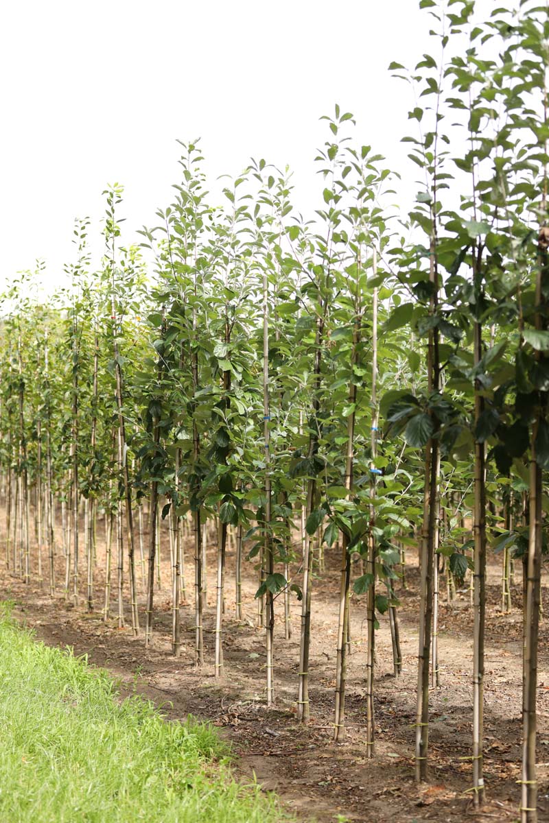 Sorbus aria 'Lutescens' op stam op stam