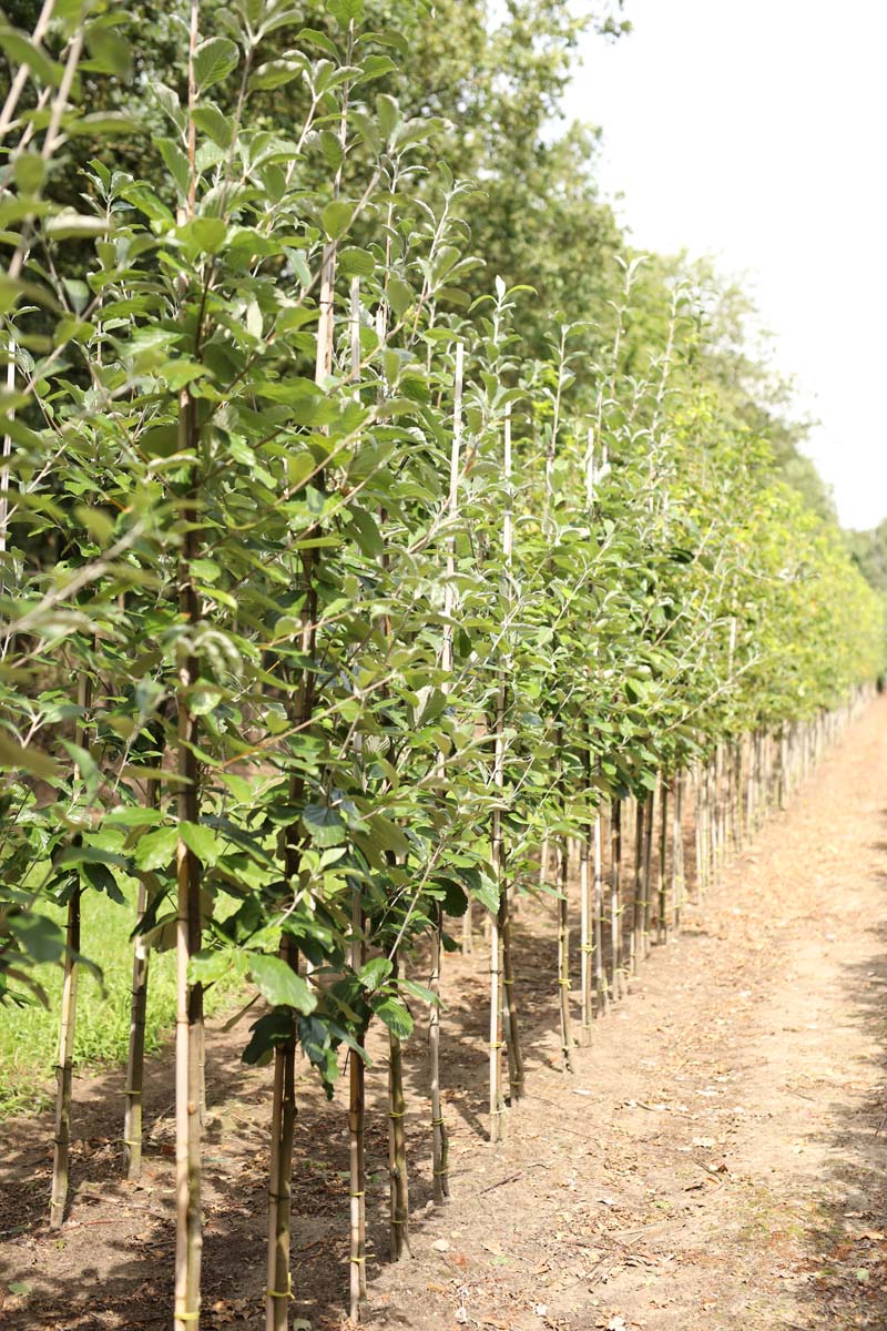 Sorbus aria 'Lutescens' op stam op stam