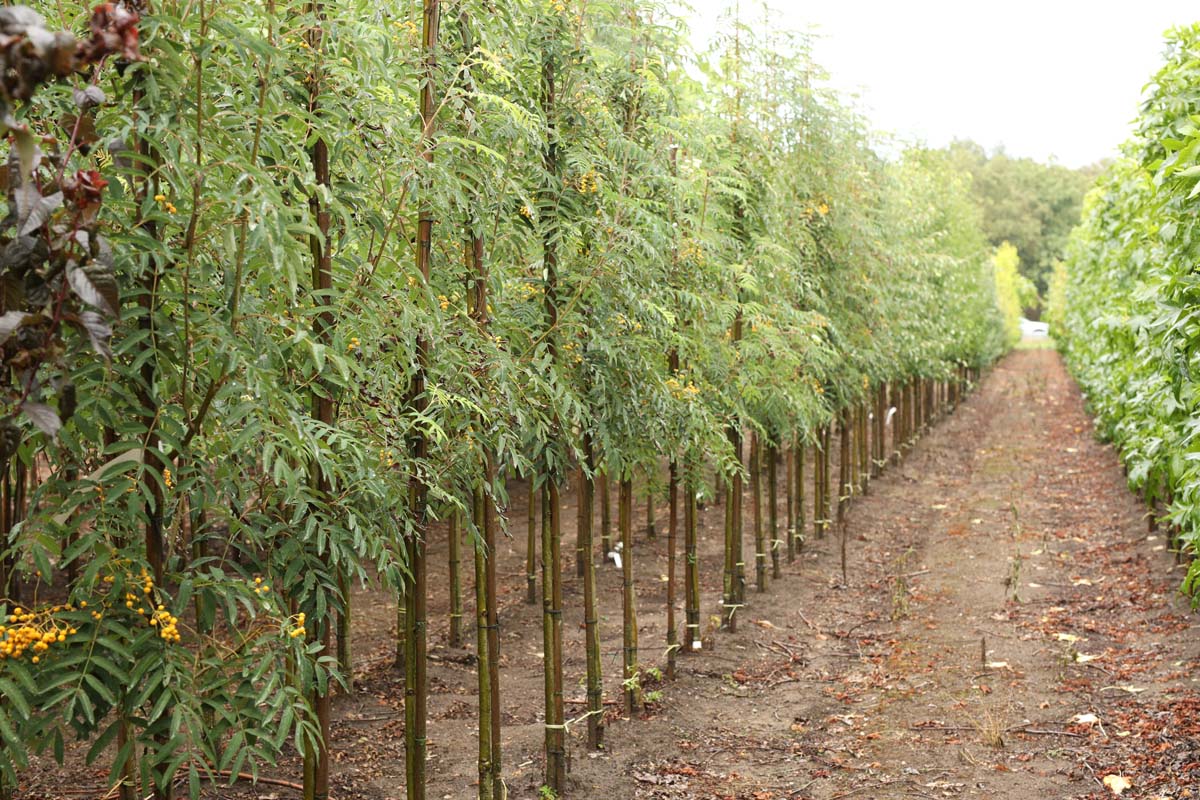 Sorbus arnoldiana 'Schouten' op stam op stam
