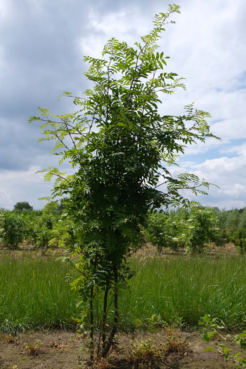 Sorbus aucuparia meerstammig / struik meerstammig