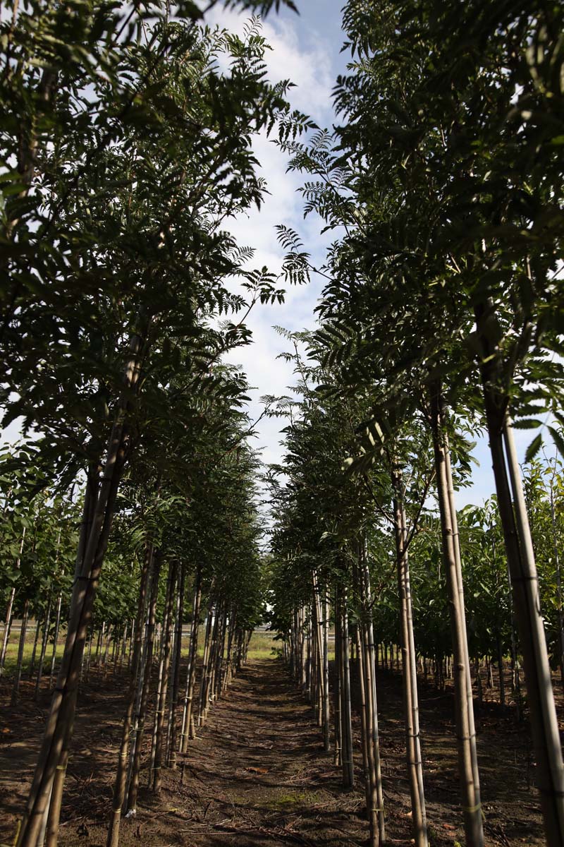 Sorbus aucuparia 'Aspleniifolia' op stam op stam