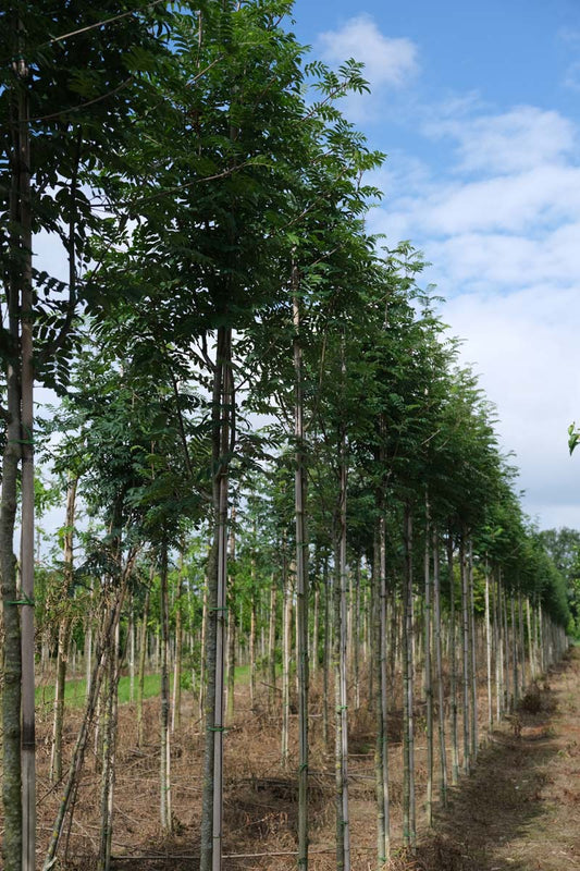 Sorbus aucuparia 'Sheerwater Seedling' op stam op stam