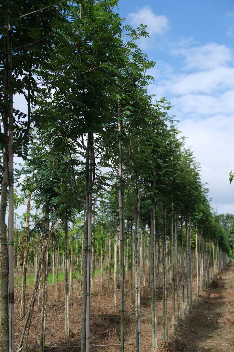 Sorbus aucuparia 'Sheerwater Seedling' op stam op stam