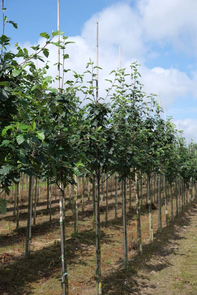 Sorbus hybrida 'Gibbsii' op stam op stam