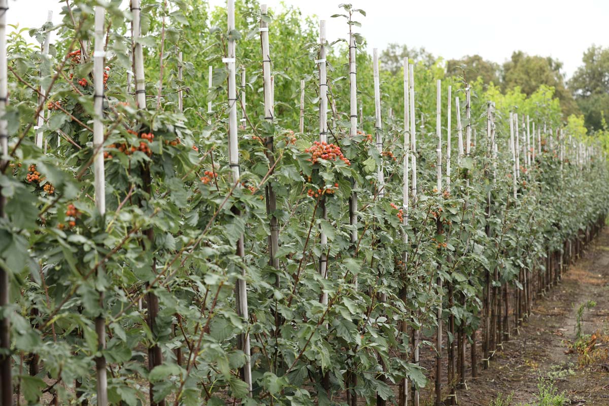 Sorbus hybrida 'Gibbsii' op stam op stam