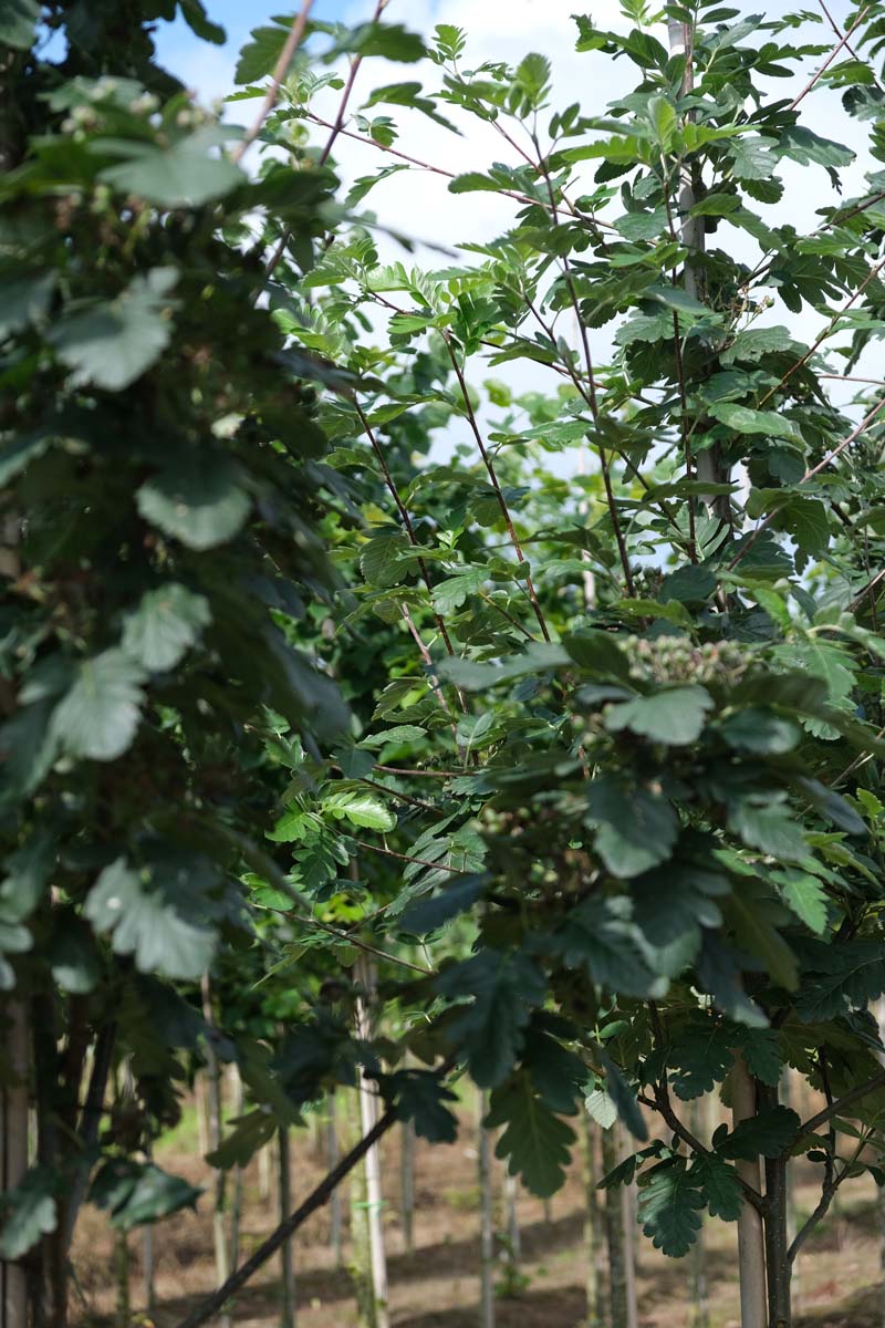 Sorbus hybrida 'Gibbsii' op stam op stam