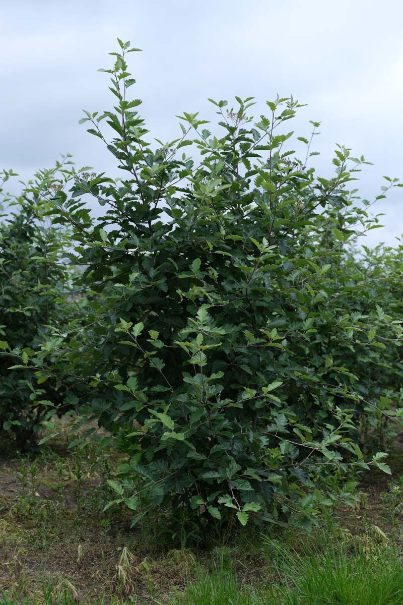 Sorbus intermedia meerstammig / struik meerstammig