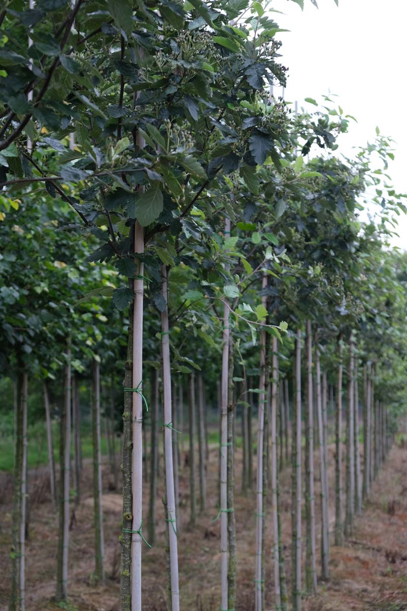 Sorbus intermedia 'Brouwers' op stam op stam